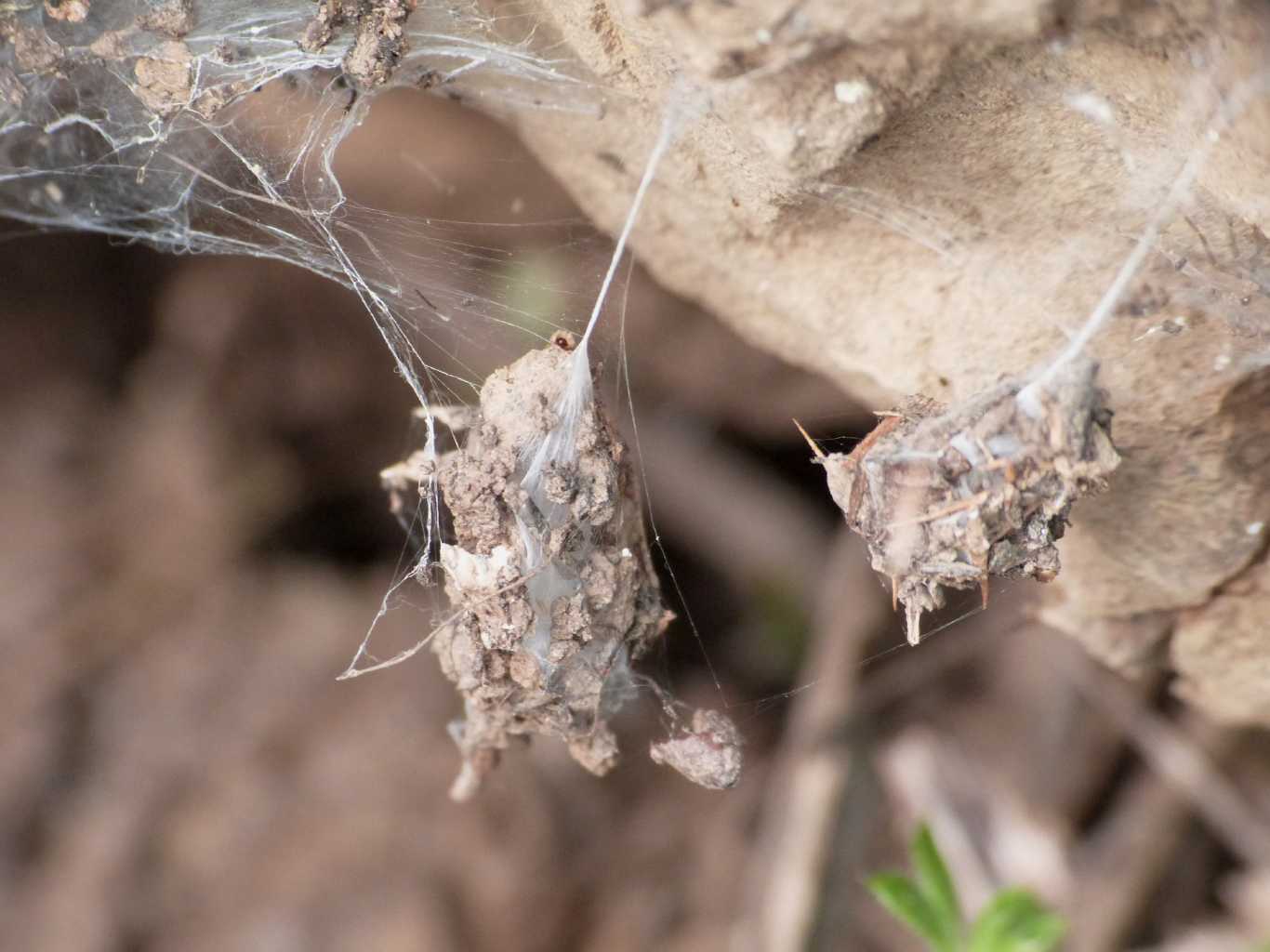 Piccoli ovisacchi di Tegenaria sp. - Tolfa (RM)